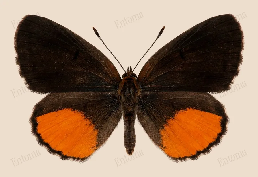 Talicada nyseus, Talicada nyseus, plaat