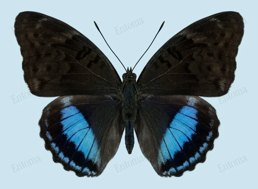 Tanaecia iapis, Tanaecia iapis, levha