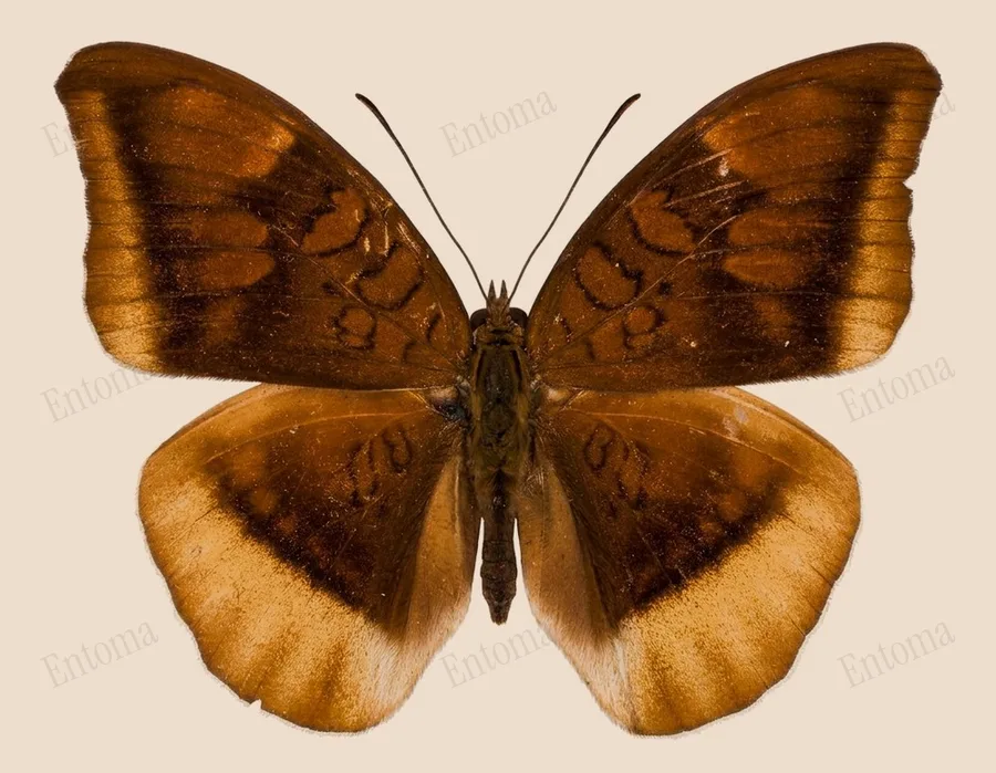 Tanaecia lepidea, Tanaecia lepidea, tavola
