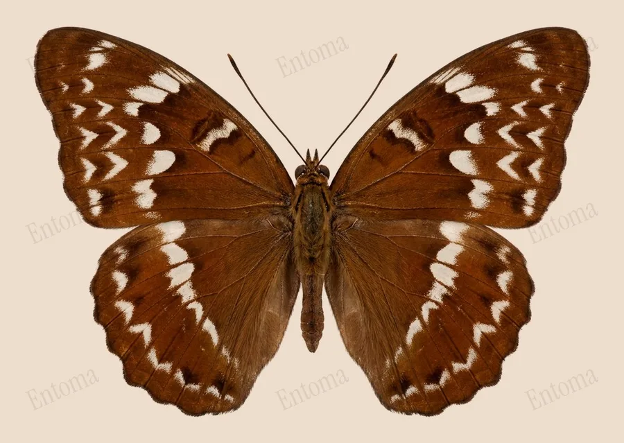 Tanaecia pelea, Tanaecia pelea, levha