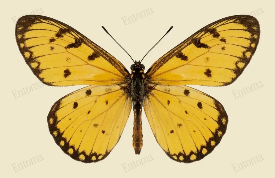 Telchinia issoria(Telchinia issoria) 도판