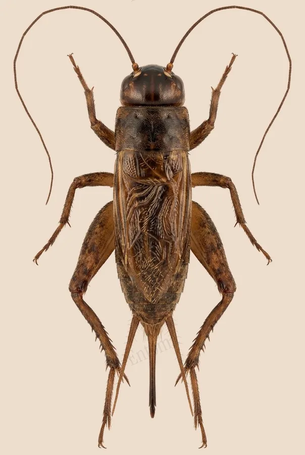 エンマコオロギ（Teleogryllus emma）の図版