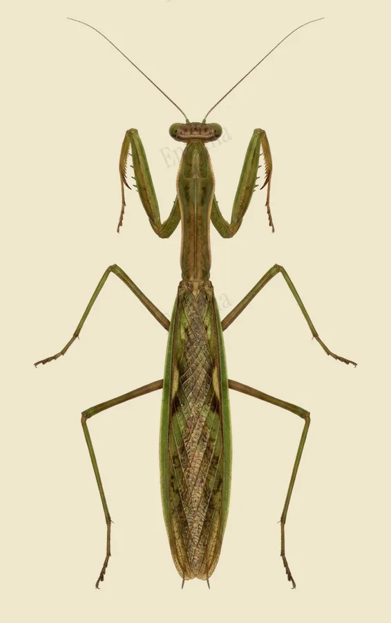 Tenodera angustipennis, Tenodera angustipennis, planche