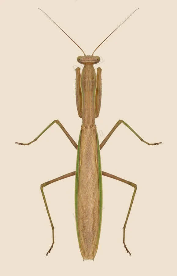 Chinese mantis, Tenodera sinensis, plate