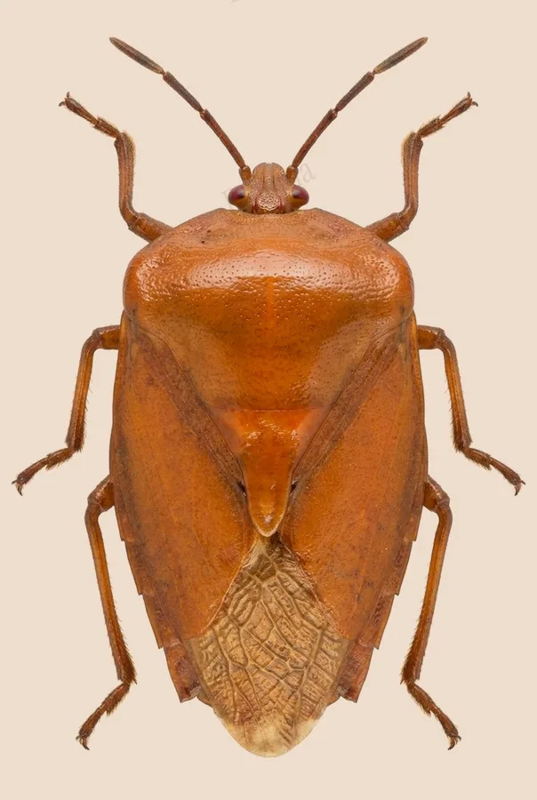 Tessaratoma papillosa, Tessaratoma papillosa, tavola