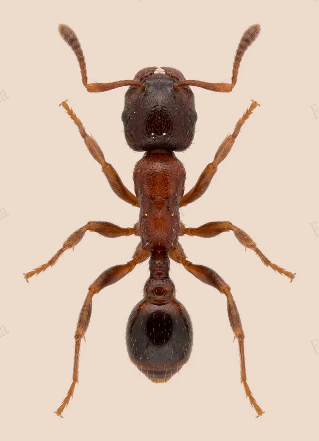 Tetramorium tsushimae, Tetramorium tsushimae, lámina