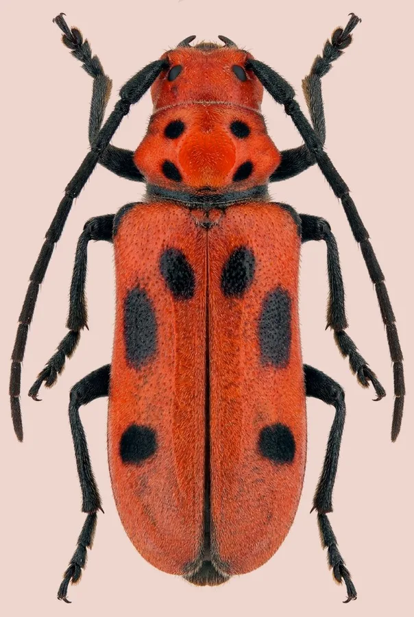 Red milkweed beetle, Tetraopes tetrophthalmus, plate