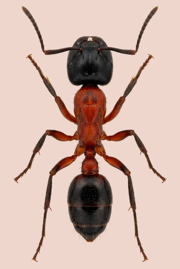 Tetraponera rufonigra, Tetraponera rufonigra, levha