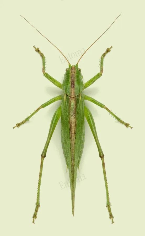 Great green bush-cricket, Tettigonia viridissima, plate