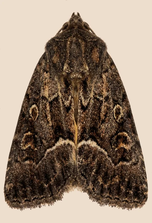 Straw underwing, Thalpophila matura, plate