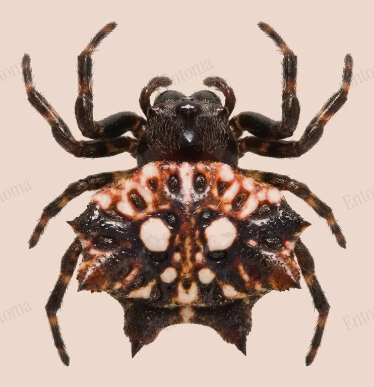 Thelacantha brevispina, Thelacantha brevispina, levha