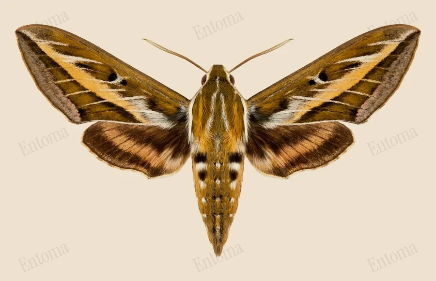 Theretra oldenlandiae, Theretra oldenlandiae, levha