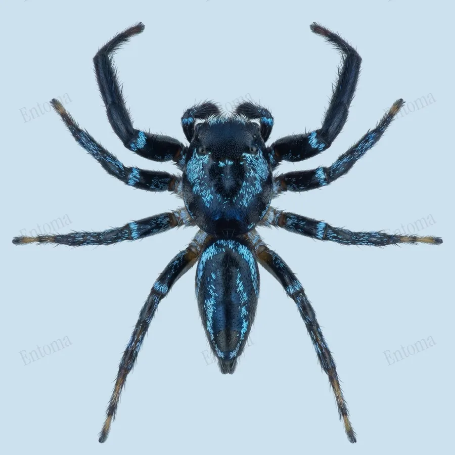 Thiania suboppressa, Thiania suboppressa, lámina