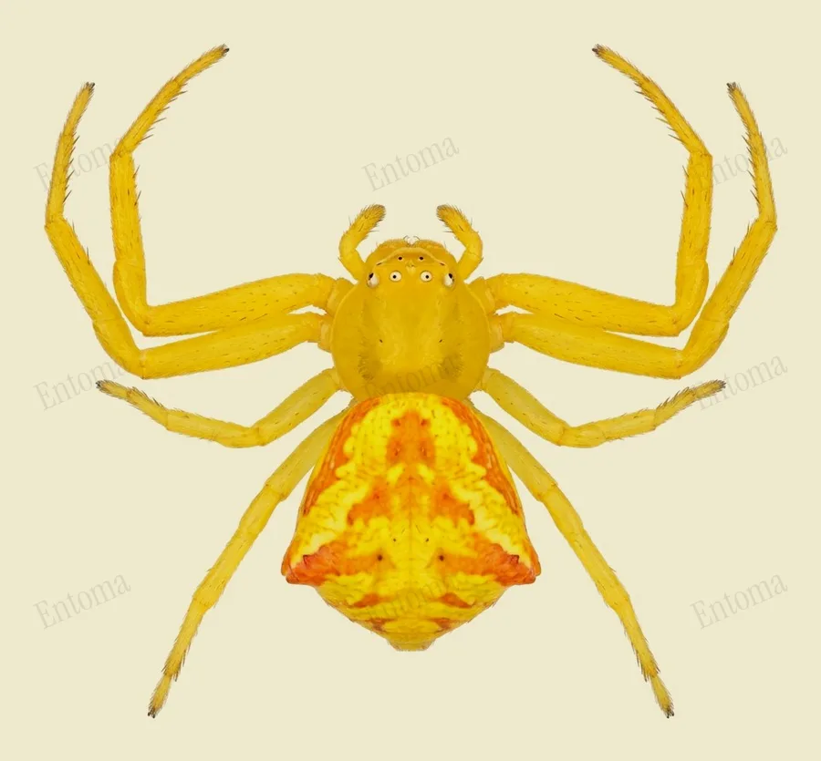 シロアズチグモ（Thomisus onustus）の図版