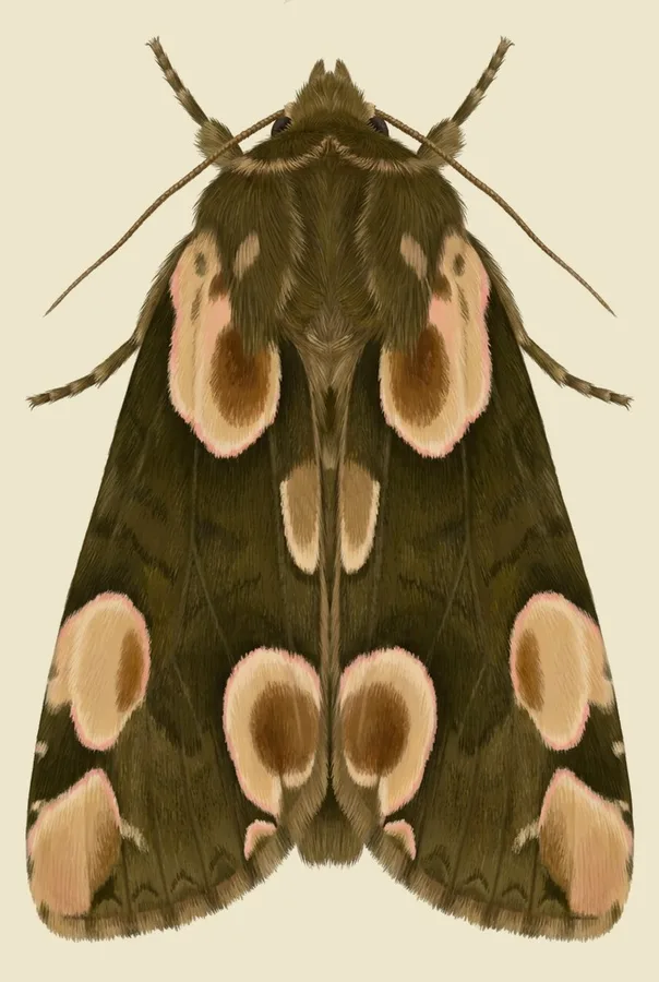 Peach blossom moth, Thyatira batis, plate