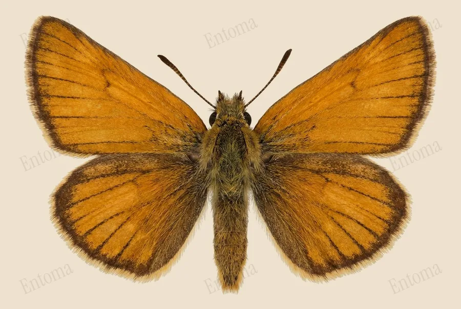 Essex skipper, Thymelicus lineola, plate