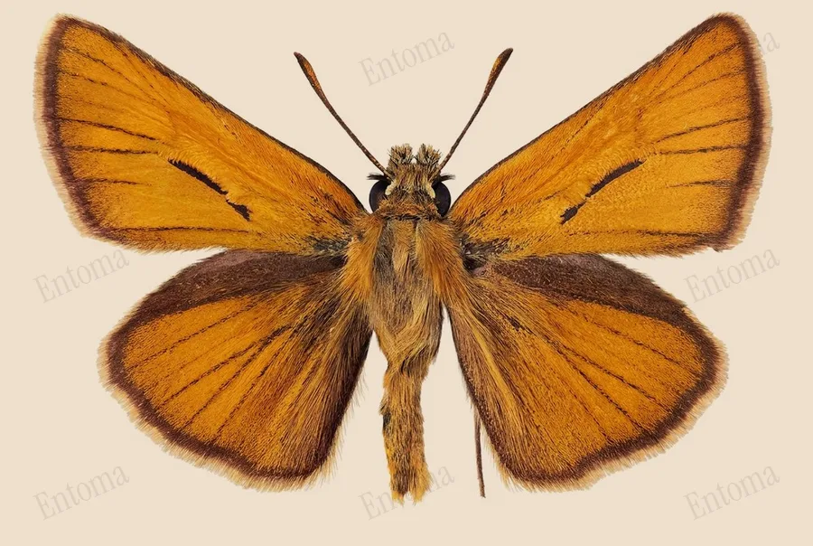 Small skipper, Thymelicus sylvestris, plate