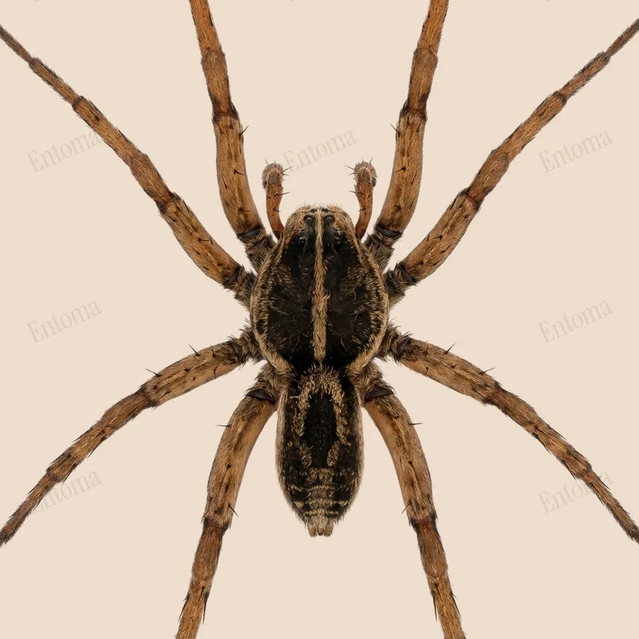 Tigrosa helluo, Tigrosa helluo, levha