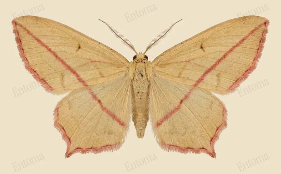 Blood-vein, Timandra comae, plate