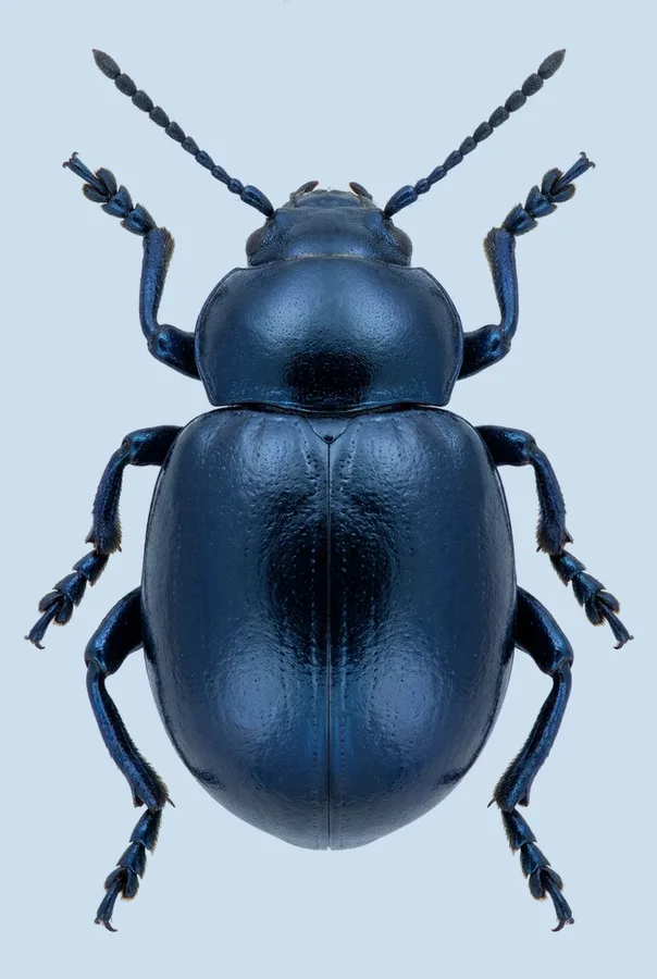 Bloody-nosed beetle, Timarcha tenebricosa, plate