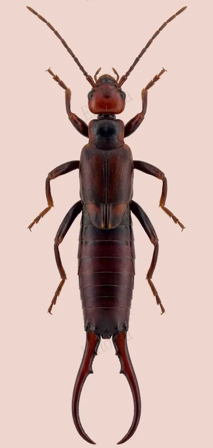Timomenus komarowi（Timomenus komarowi）の図版
