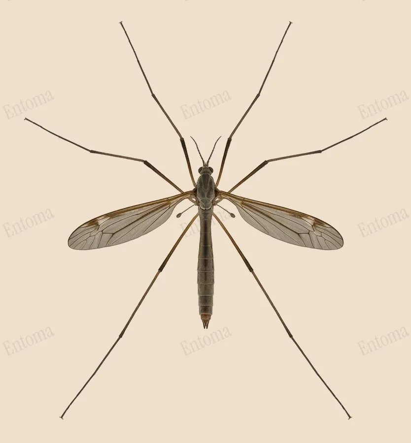European crane fly, Tipula paludosa, plate