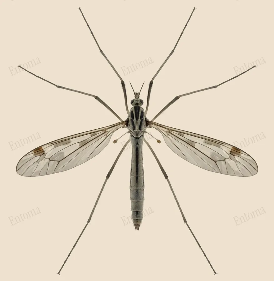 Black-striped cranefly, Tipula vernalis, plate