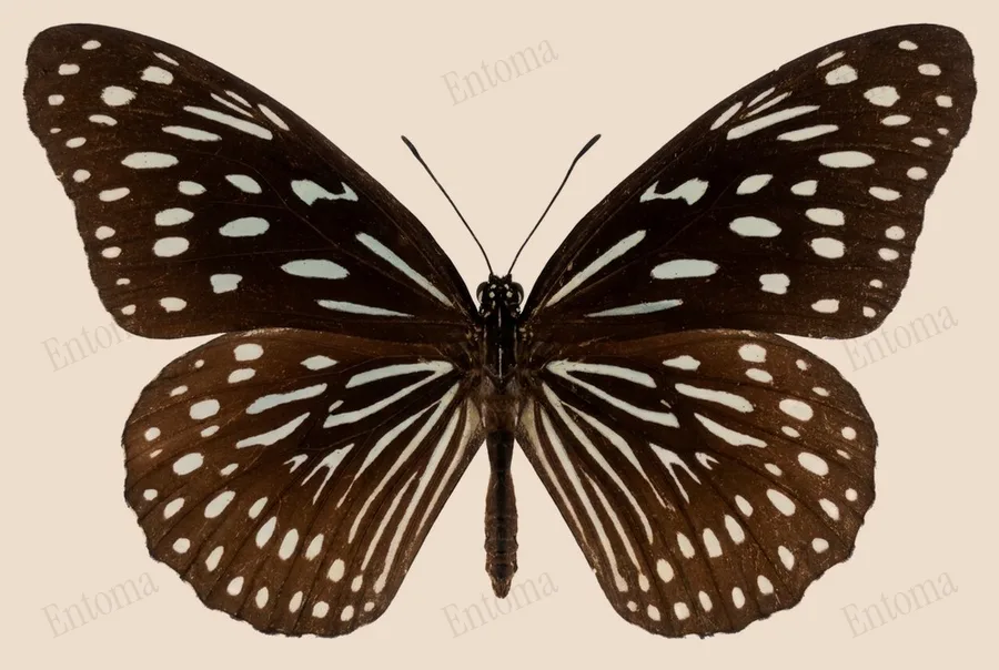 Tirumala septentrionis, Tirumala septentrionis, plaat