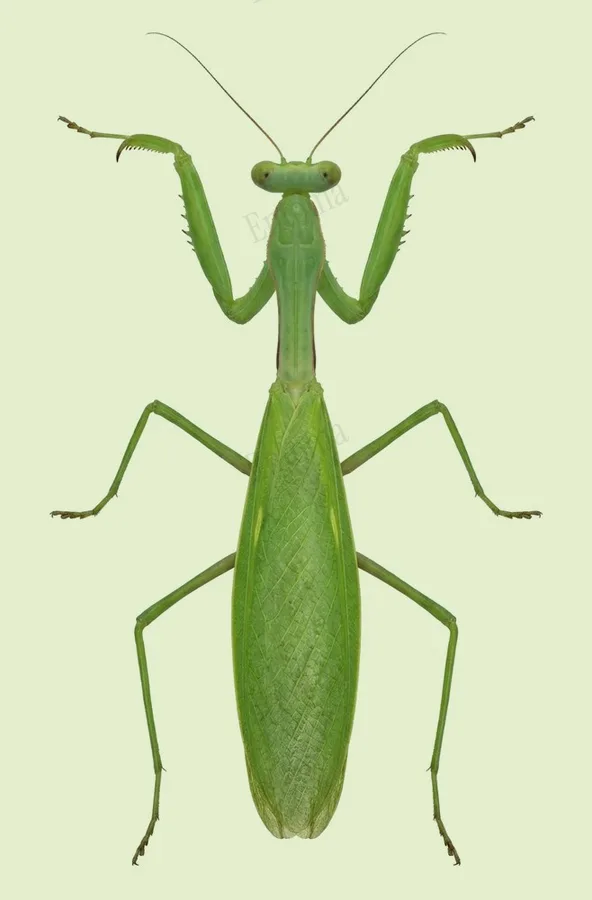 Titanodula formosana, Titanodula formosana, lámina