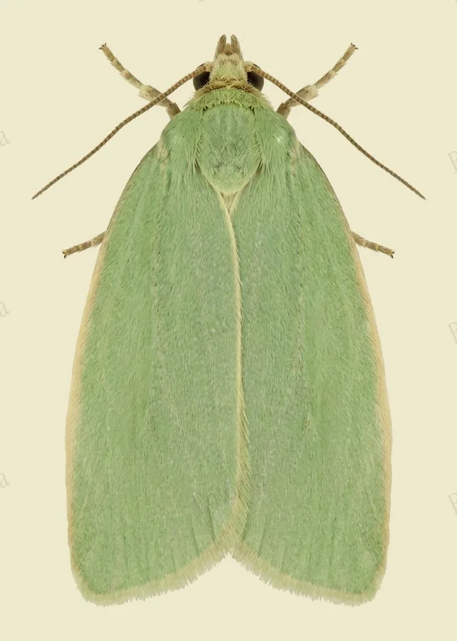 Green oak tortrix, Tortrix viridana, plate
