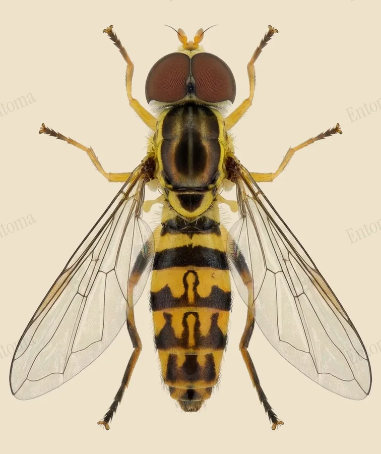 Eastern calligrapher, Toxomerus geminatus, plate