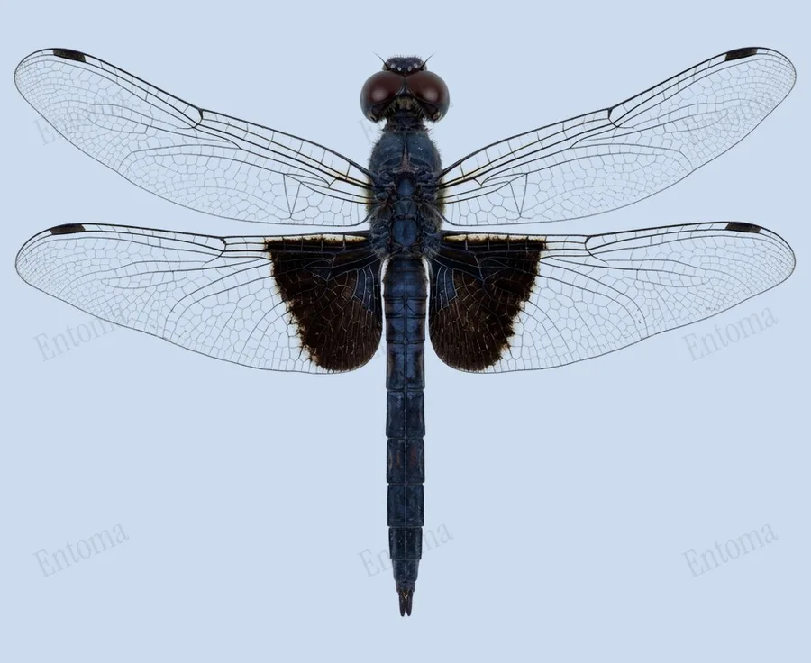 Tramea lacerata, Tramea lacerata, levha