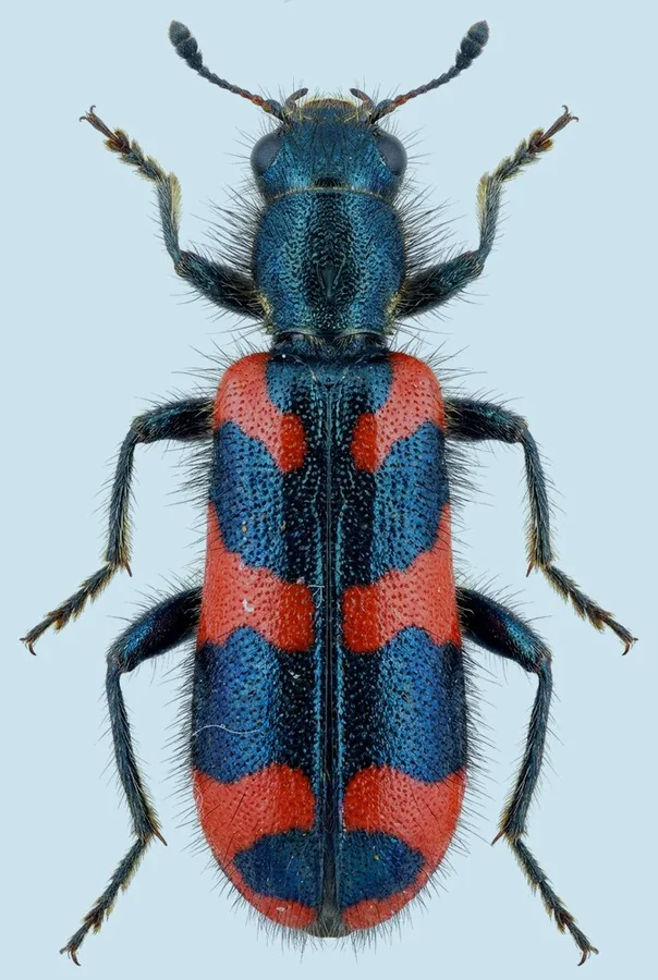 Checkered bee beetle, Trichodes alvearius, plate