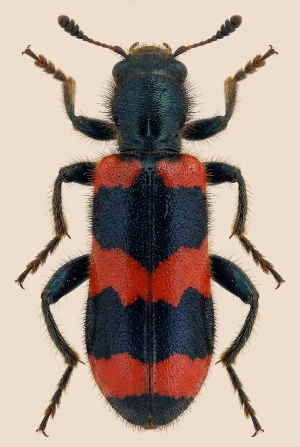 Bee-eating beetle, Trichodes apiarius, plate
