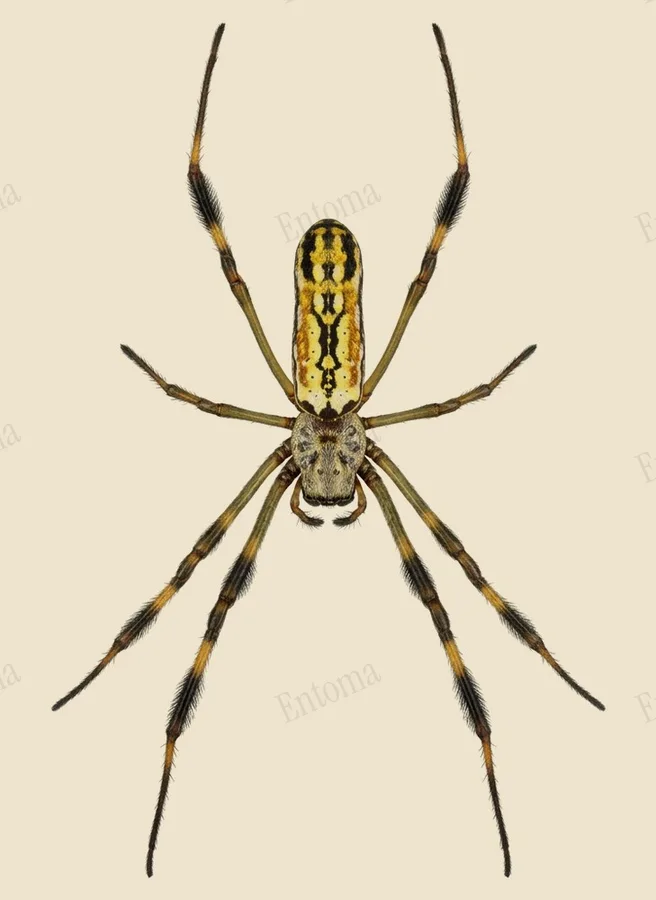 アメリカジョロウグモ（Trichonephila clavipes）の図版
