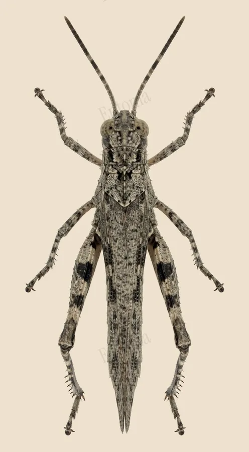 Trilophidia annulata, Trilophidia annulata, lámina