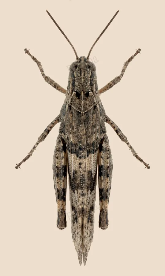 Trimerotropis pallidipennis, Trimerotropis pallidipennis, tavola