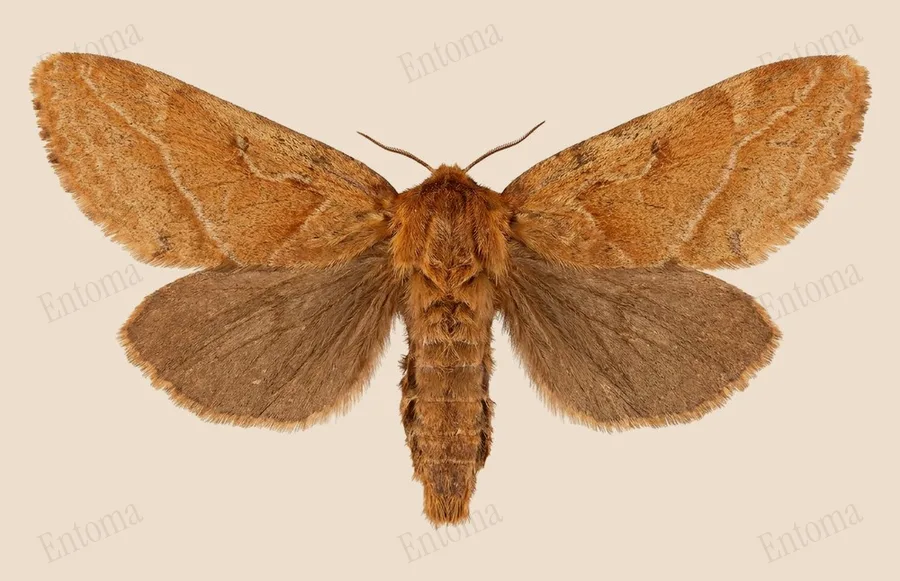 Orange swift, Triodia sylvina, plate