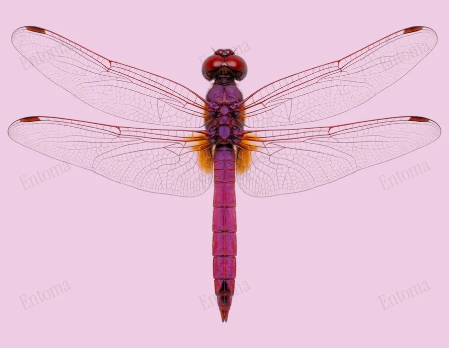 Violet dropwing, Trithemis annulata, plate