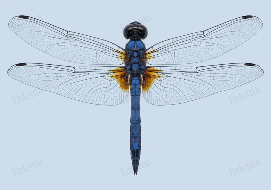 Trithemis festiva, Trithemis festiva, tavola