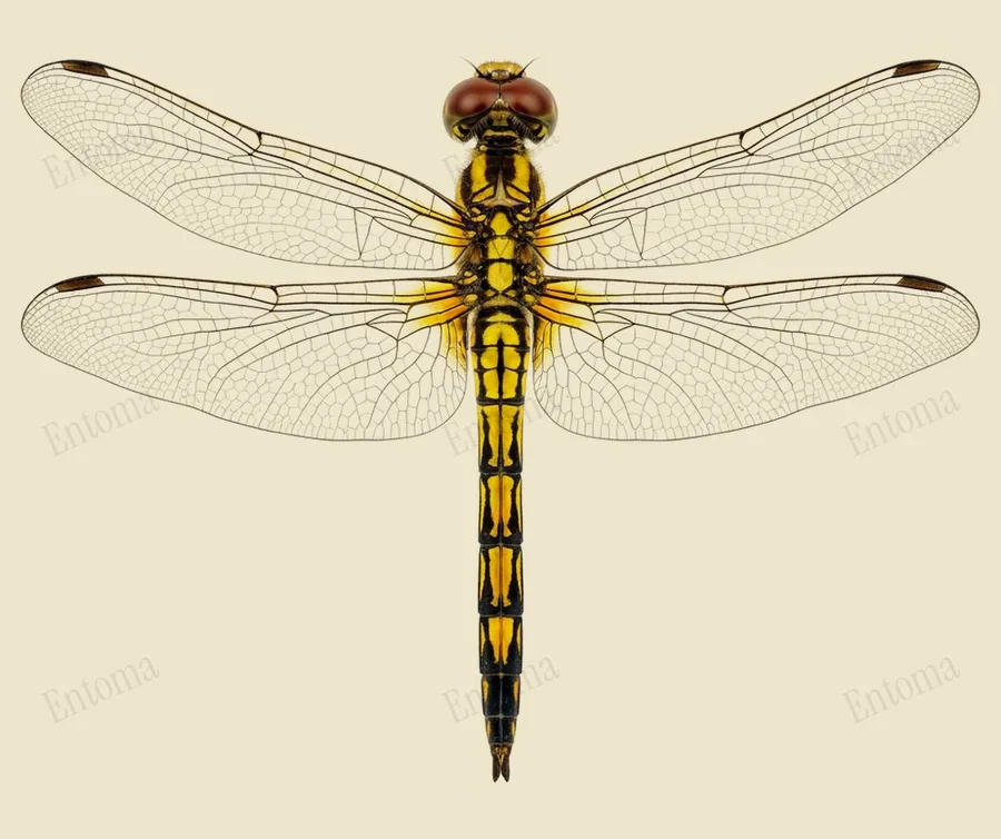 Trithemis pallidinervis, Trithemis pallidinervis, levha