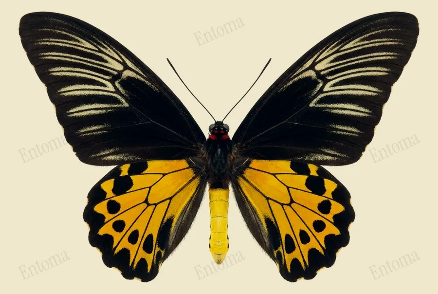 裳鳳蝶（Troides helena）圖版