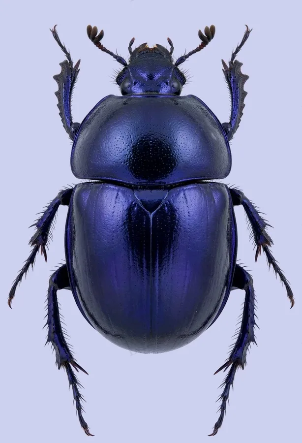 Springtime dung beetle, Trypocopris vernalis, plate