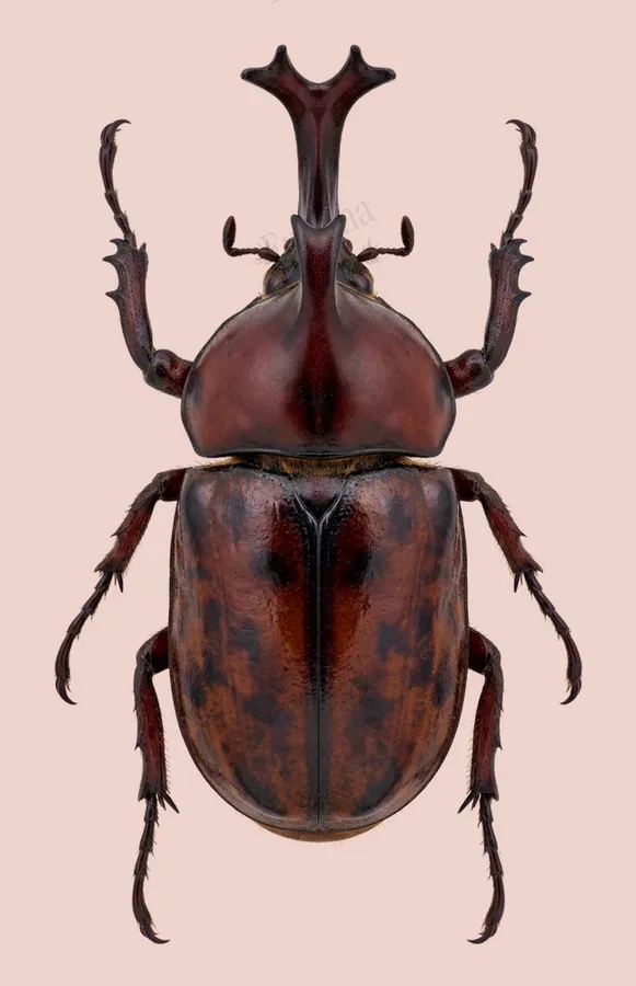 Trypoxylus dichotomus, Trypoxylus dichotomus, plaat