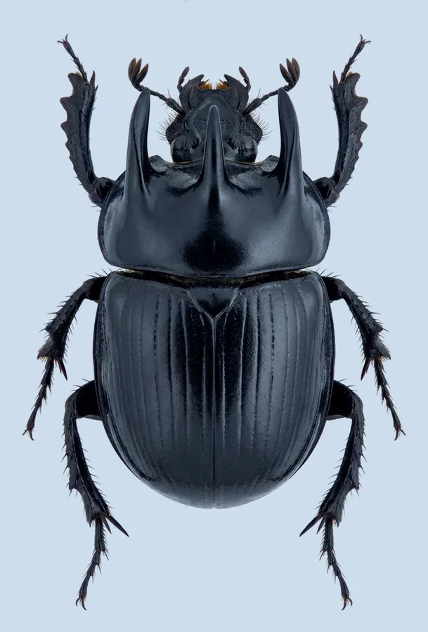 Minotaur beetle, Typhaeus typhoeus, plate
