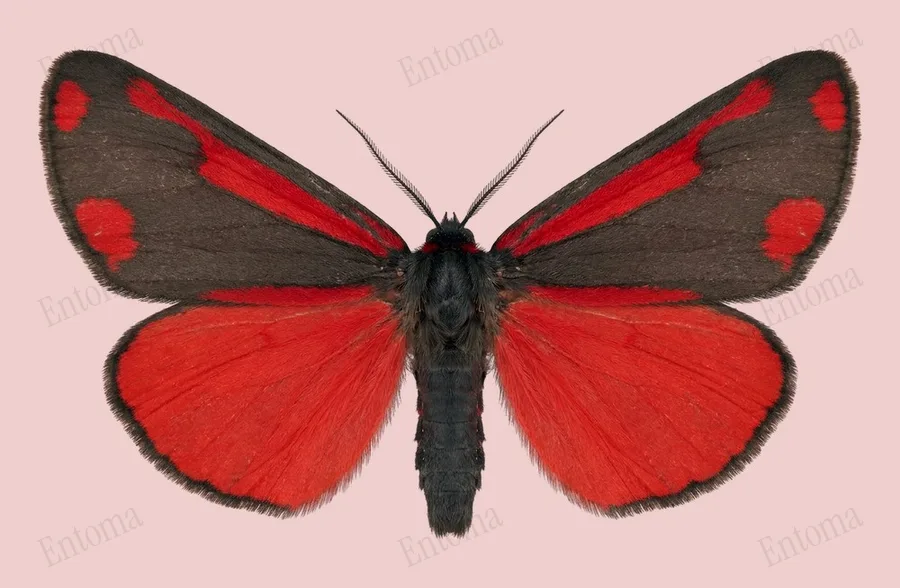 Cinnabar moth, Tyria jacobaeae, plate