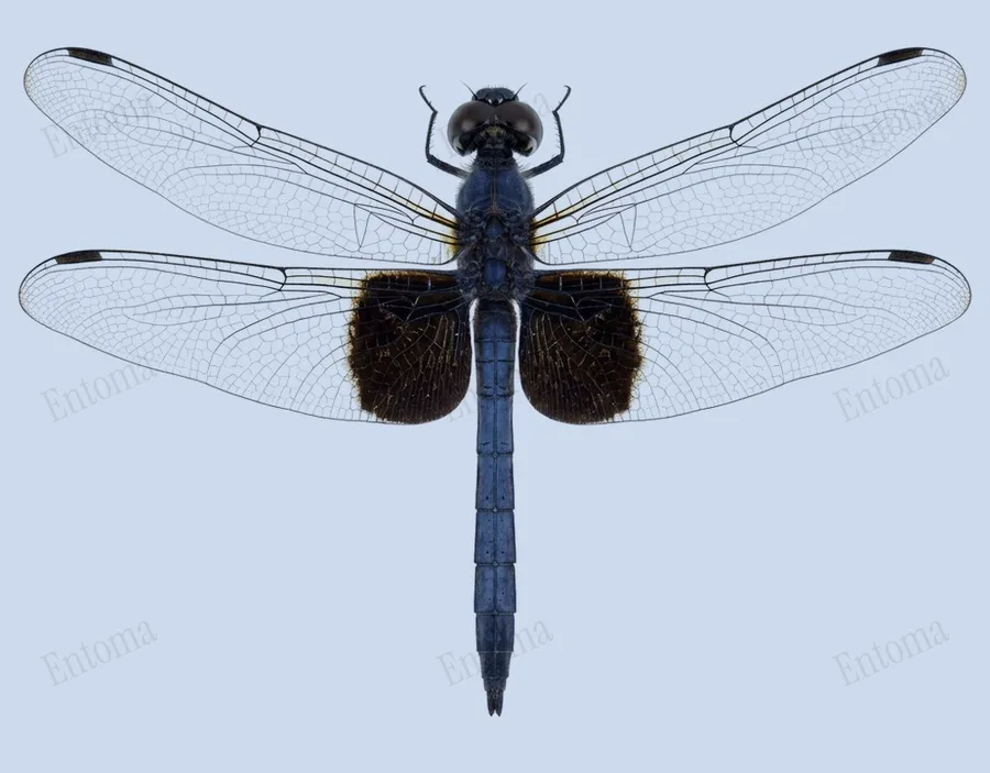 Tyriobapta torrida, Tyriobapta torrida, plaat
