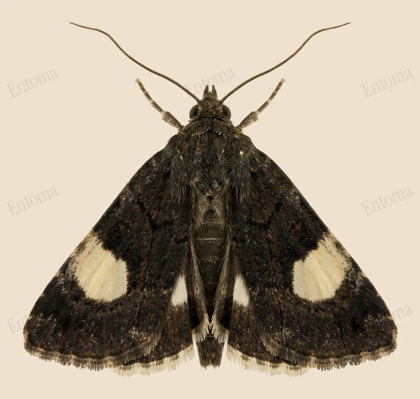 Four-spotted moth, Tyta luctuosa, plate
