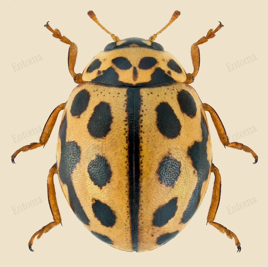 16-spot ladybird, Tytthaspis sedecimpunctata, plate