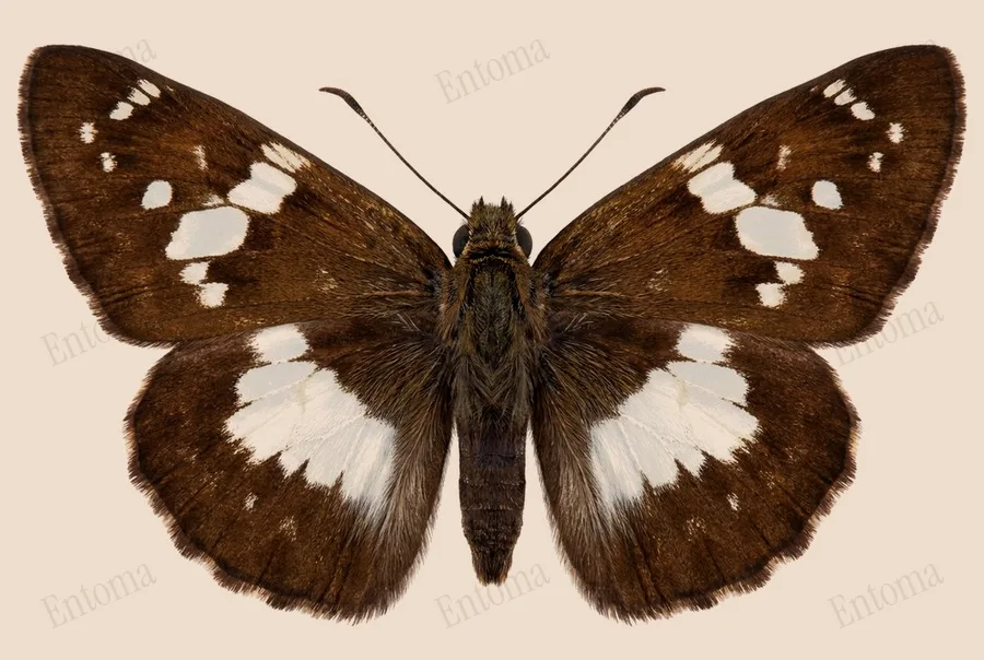 Udaspes folus, Udaspes folus, plaat